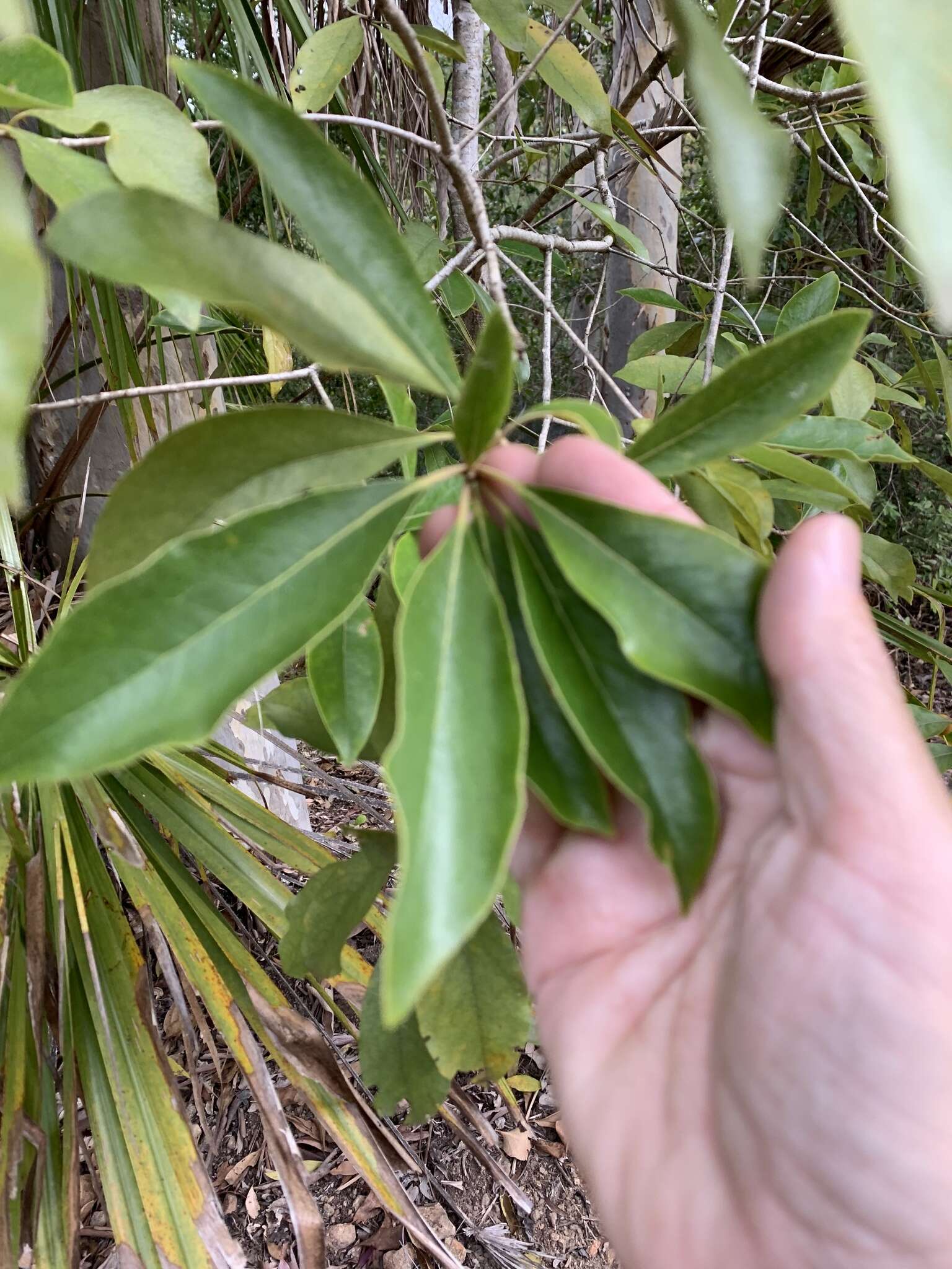 Image of Rusty Pittosporum