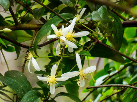 Слика од <i>Clematis aristata</i>