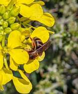 Plancia ëd Lasioglossum xanthopus (Kirby 1802)