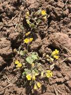 Image of glandular yellow phacelia