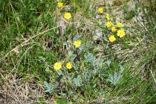 Image of mountainmeadow cinquefoil