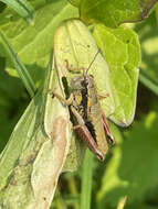 Image of Cascade Timberline Grasshopper