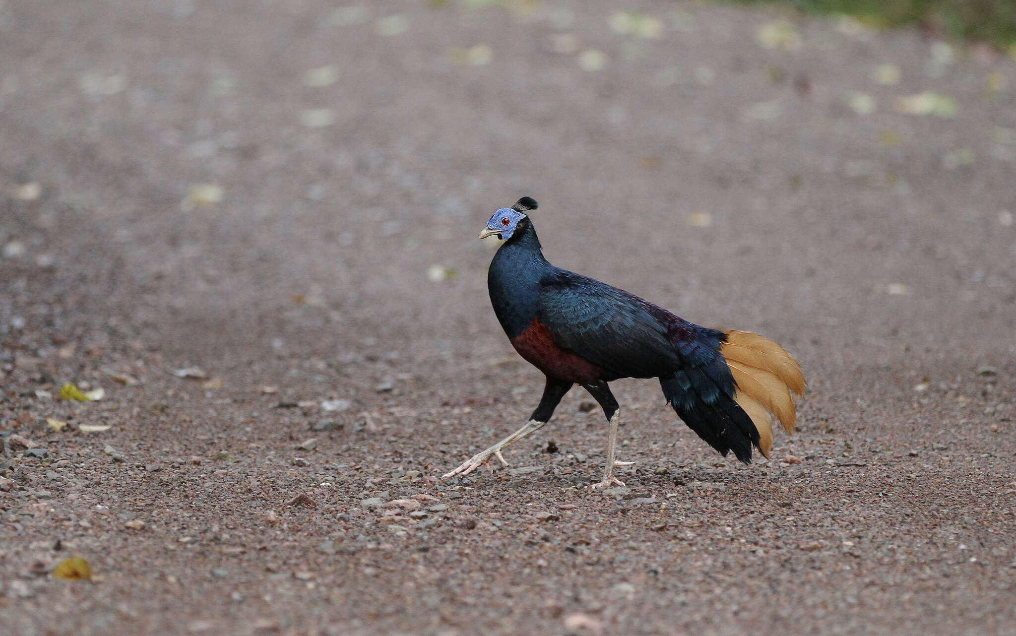 Image of Crested Fireback