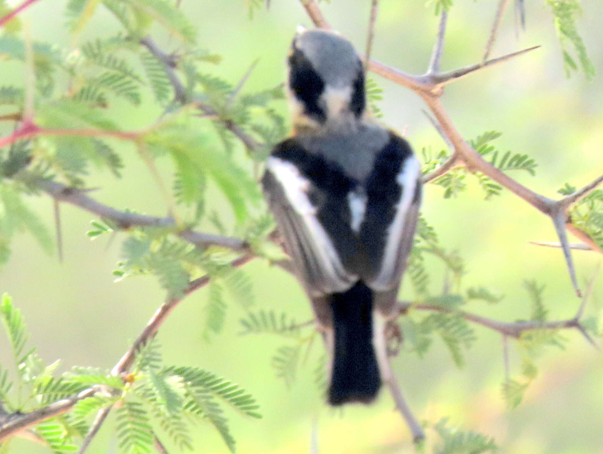 Image of Batis pririt affinis (Wahlberg 1855)