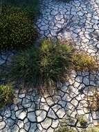 Image of Waxy Manna Grass