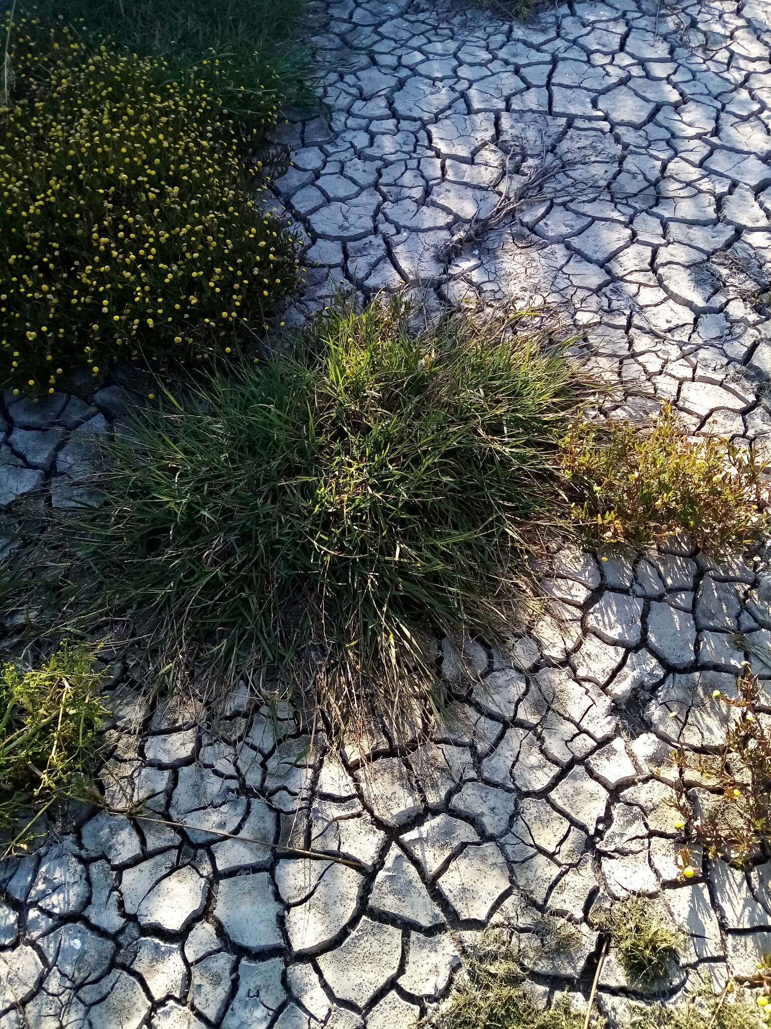 Image of Waxy Manna Grass