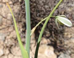 Image de Albuca canadensis (L.) F. M. Leight.