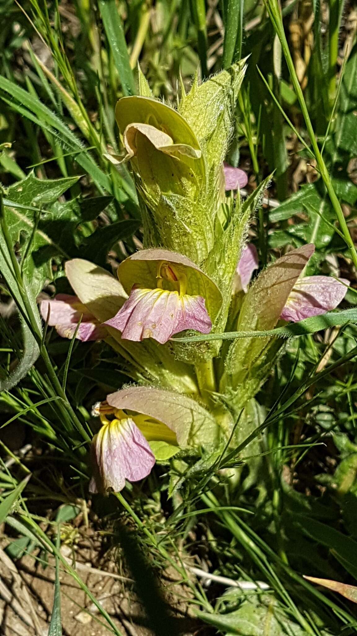 Image of Acanthus dioscoridis L.