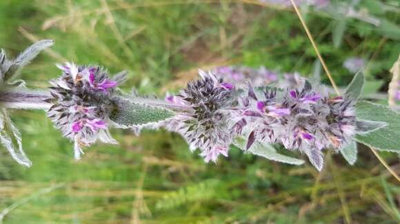 Image of Downy woundwort