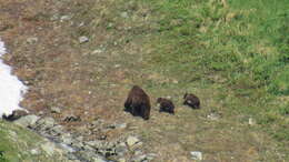 Image of Kamchatka brown bear