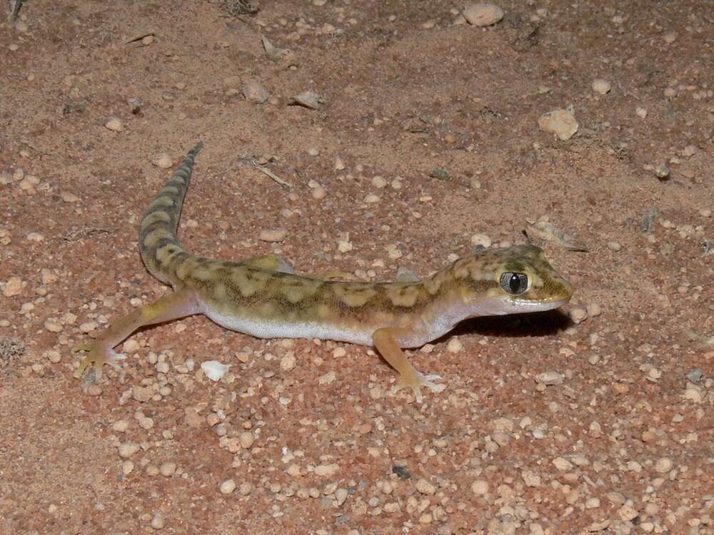 Image of White-spotted Ground Gecko WA