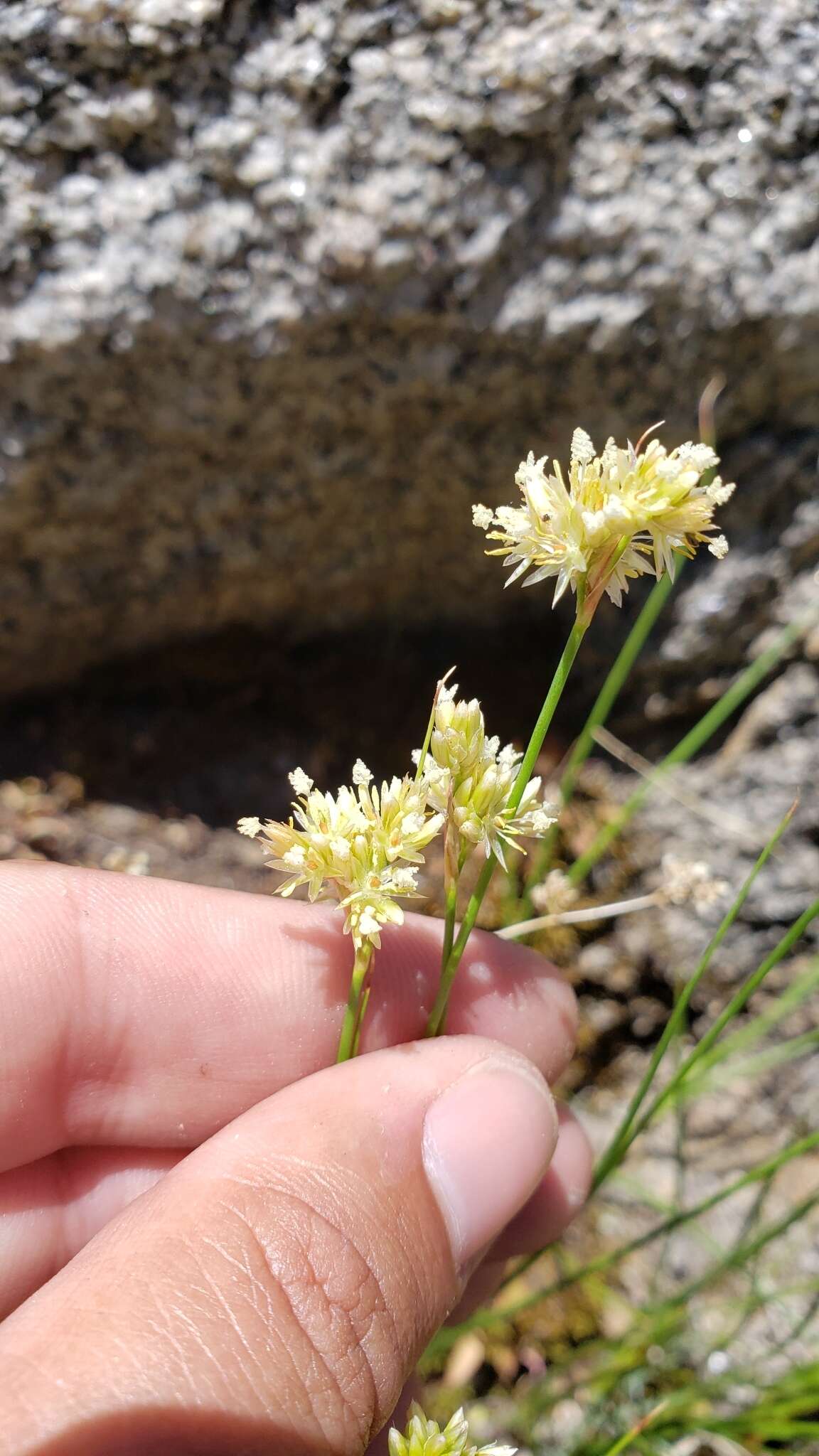 Image of Green-Head Rush