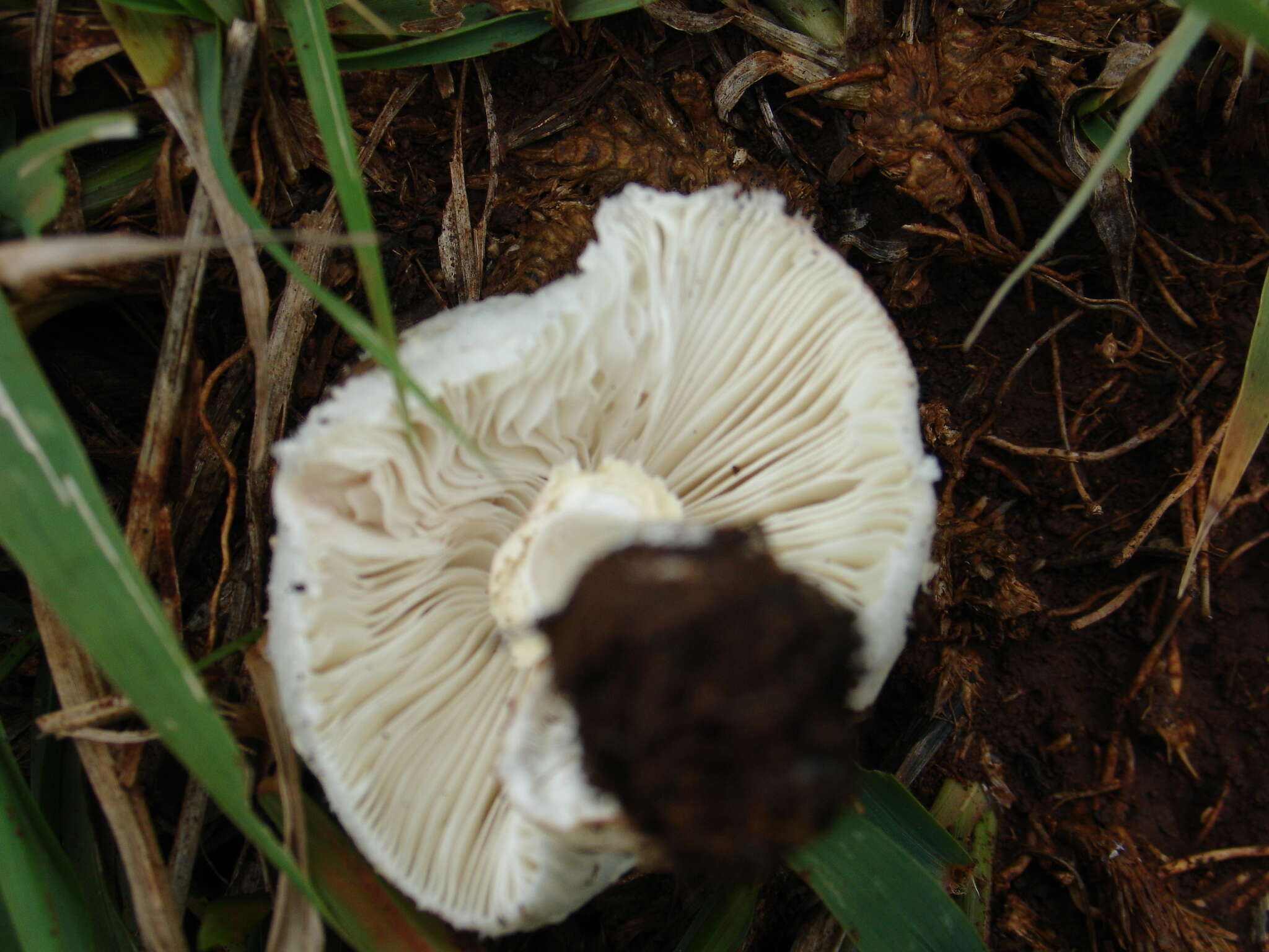 Plancia ëd Leucoagaricus bisporus Heinem. 1973