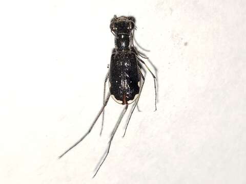 Image of Cicindela (Cicindelidia) scabrosa Schaupp 1884