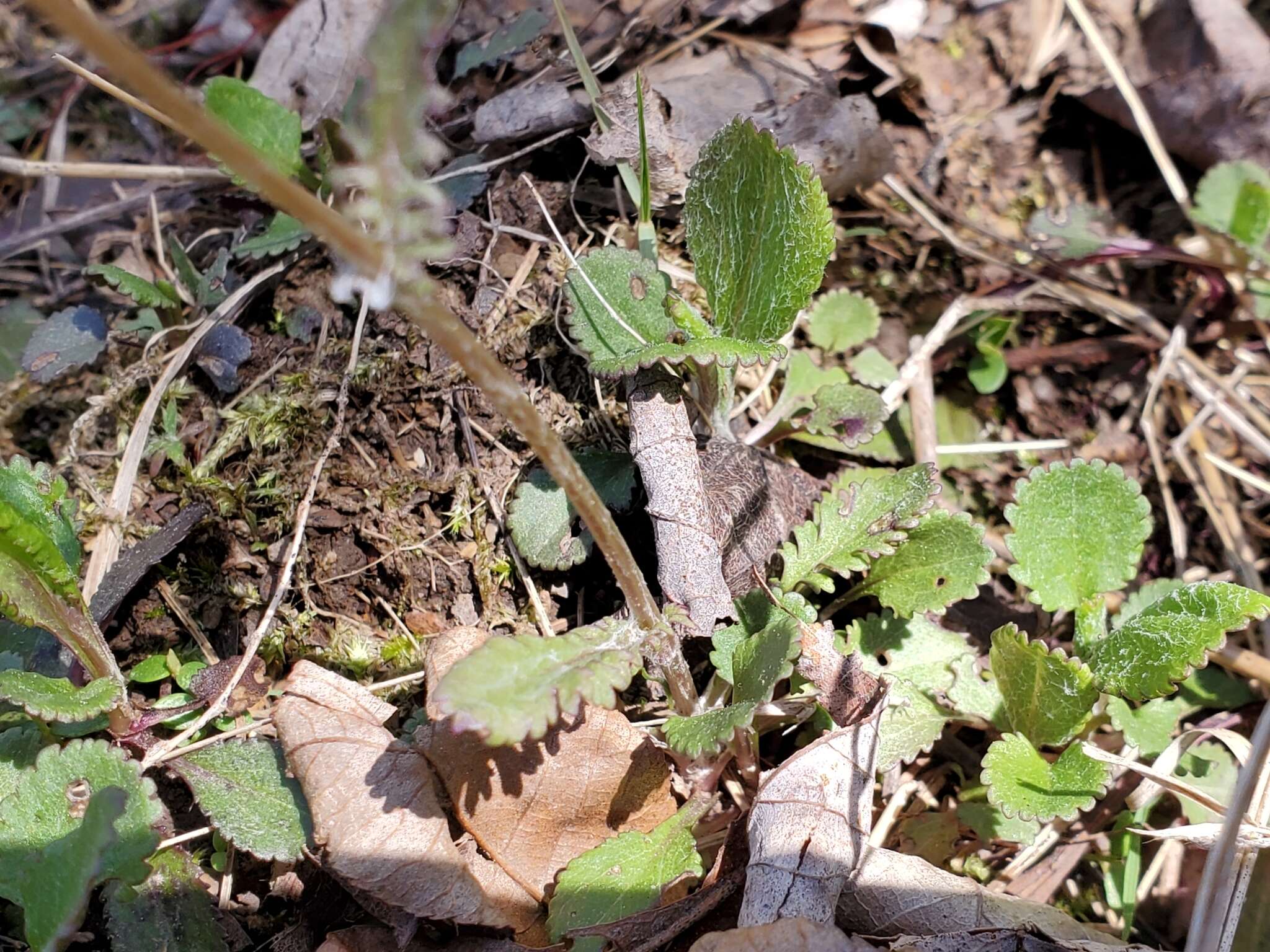 Image of shale barren ragwort