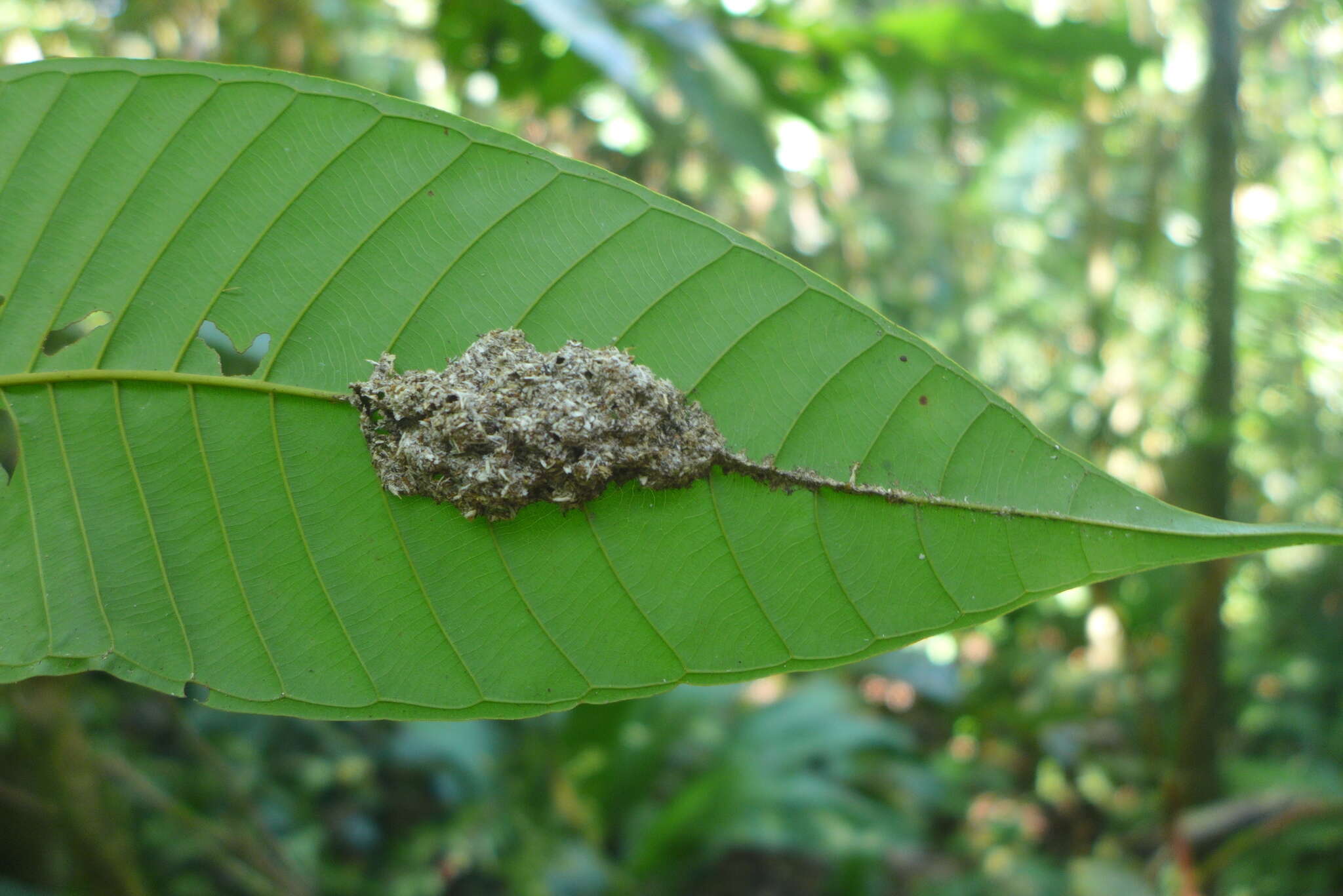 Image de Tapinoma ramulorum inrectum Forel 1908