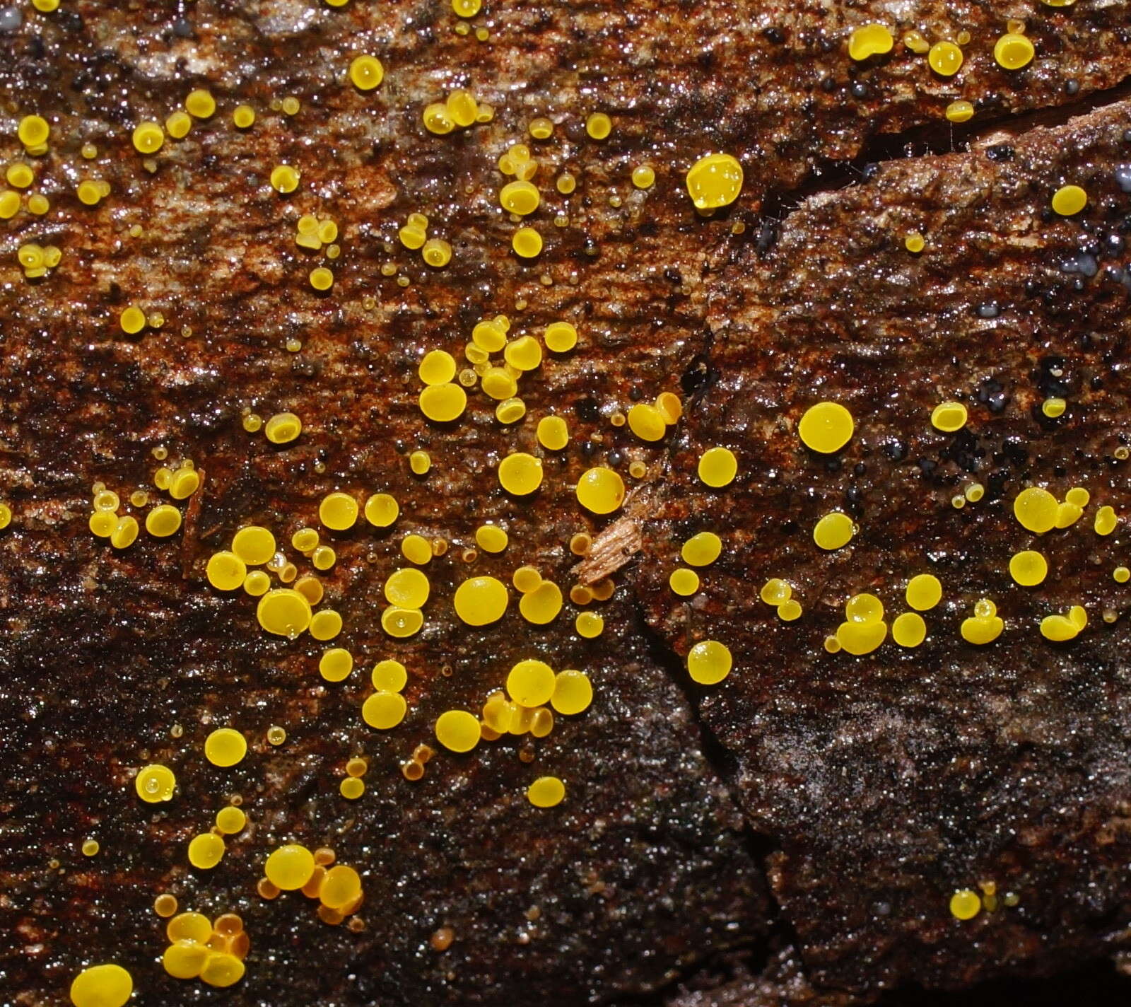 Image of Calycina claroflava (Grev.) Kuntze 1898