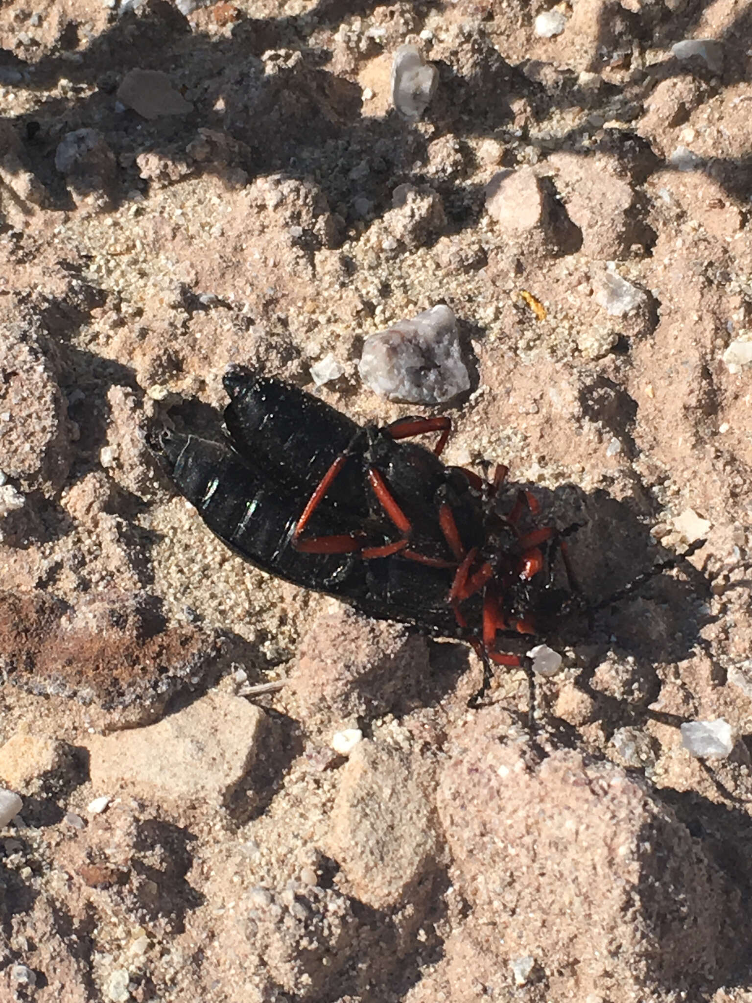 Image of Master Blister Beetle