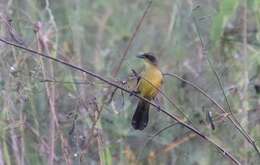 Image of Unicolored Blackbird