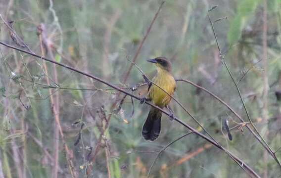 Image of Unicolored Blackbird