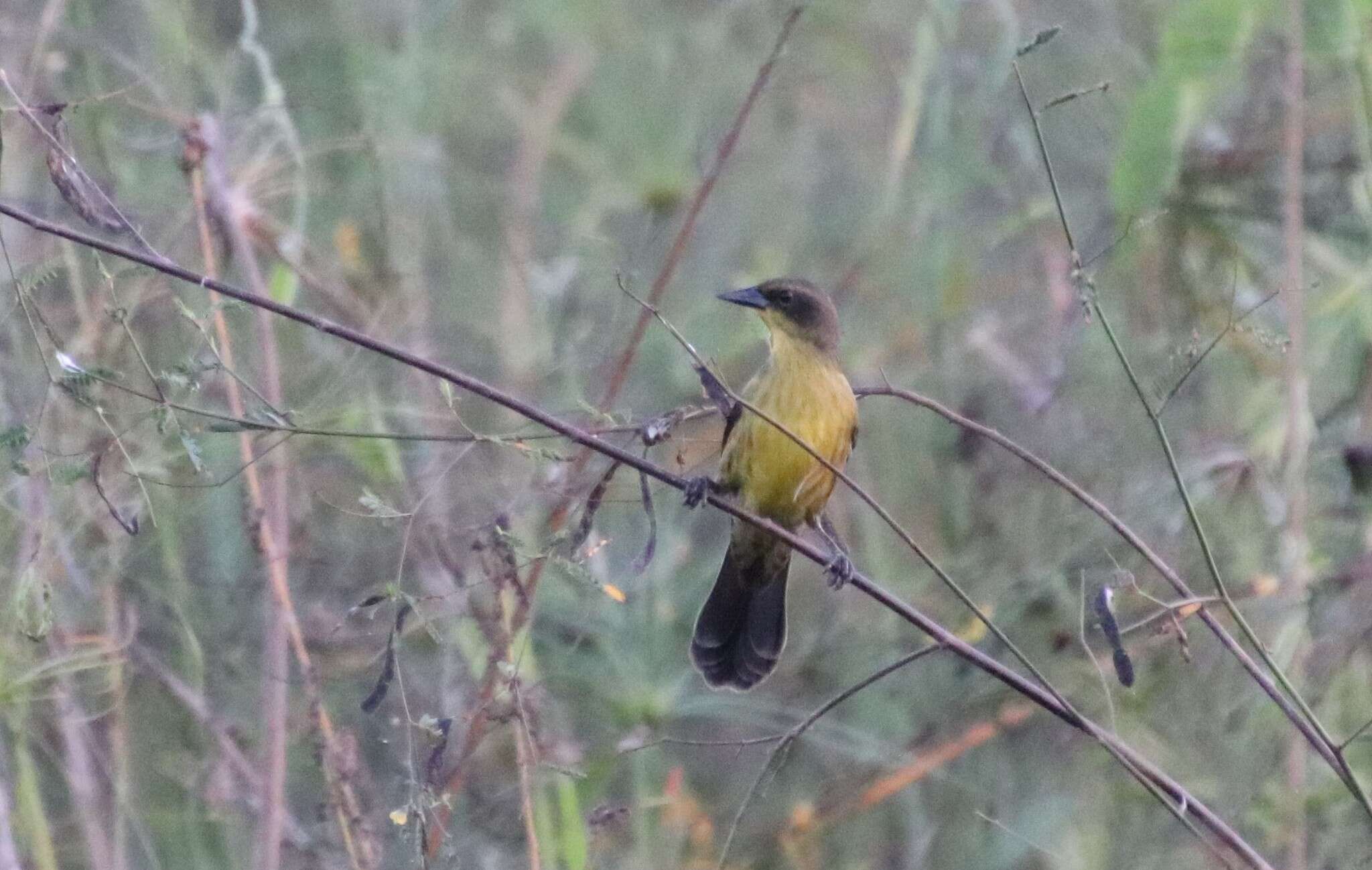 Image of Unicolored Blackbird