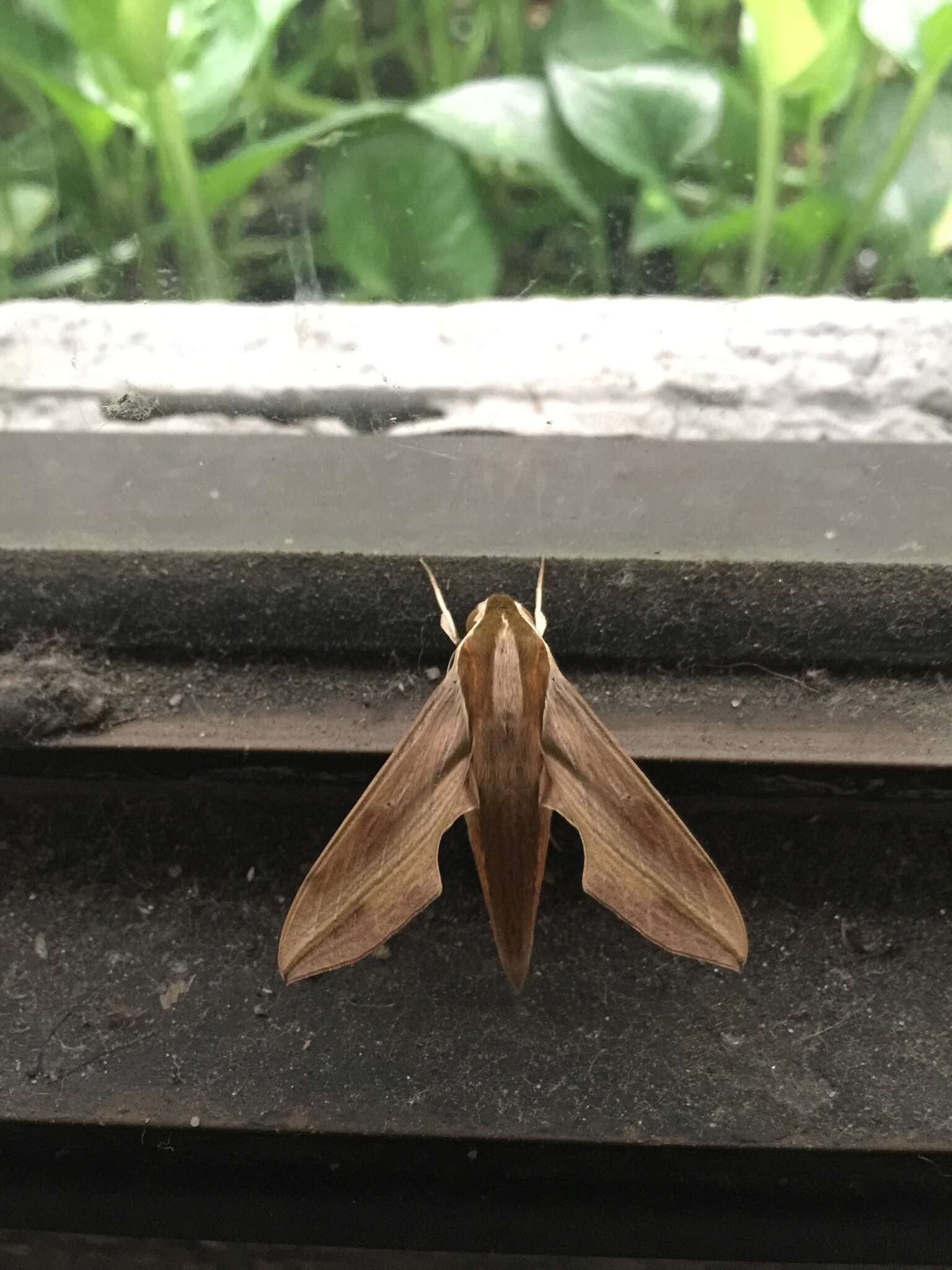 Image of Vine hawk moth