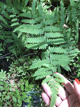 Image of Thelypteris palustris subsp. palustris