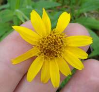 Image of Arnica lanceolata subsp. lanceolata