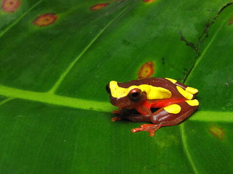 Sivun Dendropsophus leucophyllatus (Beireis 1783) kuva