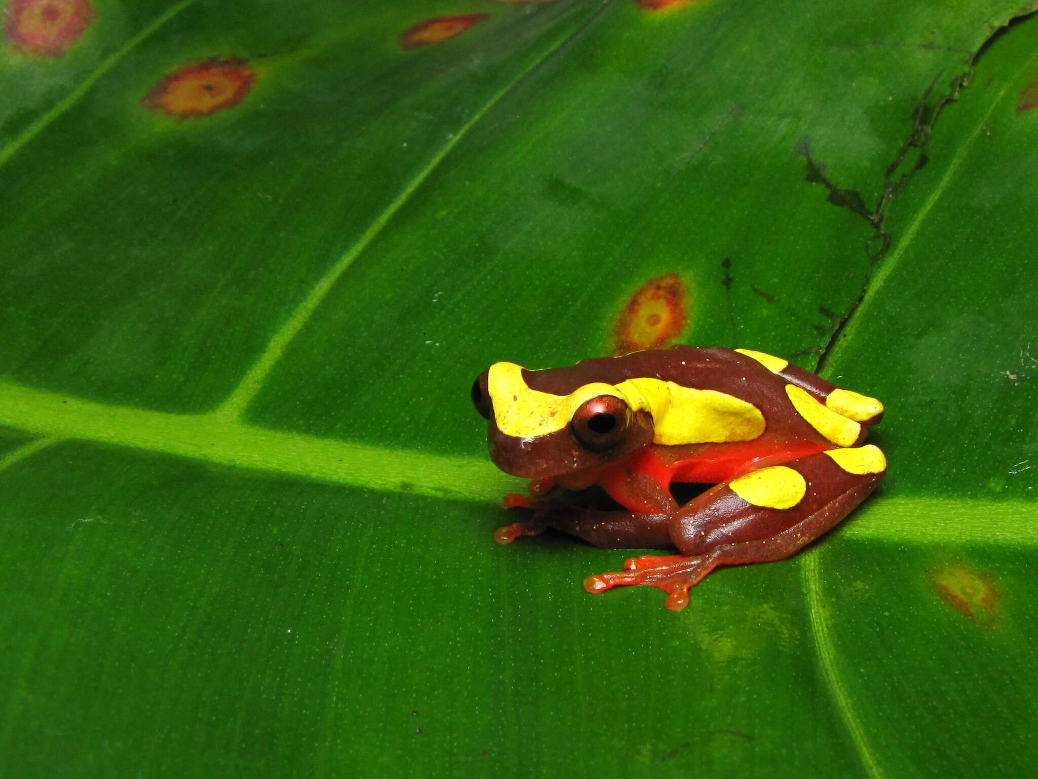 Image of Bereis' Treefrog