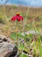 Plancia ëd Wedelia purpurea (Greenm.) B. L. Turner