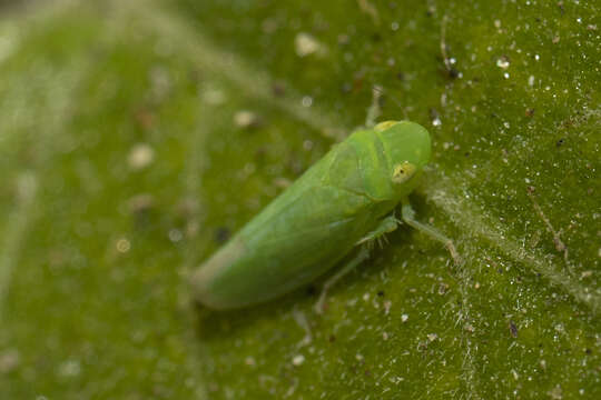 Image of Neocoelidia pallida Baker