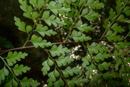 Image of Johnstone River fern