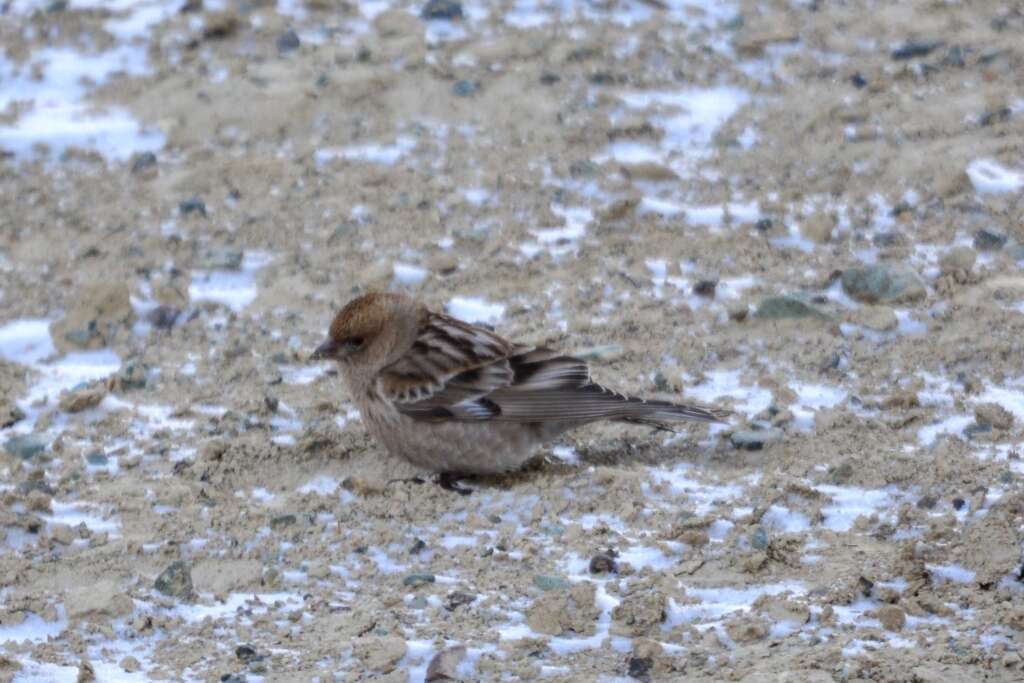 Image of Plain Mountain Finch