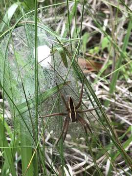 Plancia ëd Pisaurina brevipes (Emerton 1911)