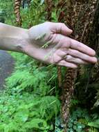 Image of Nodding False Semaphore Grass