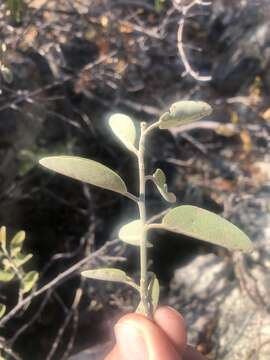 Image of African caper