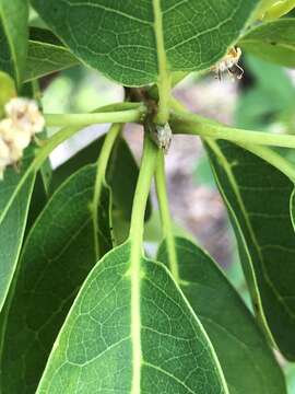 Image de Terminalia porphyrocarpa F. Müll. ex Benth.