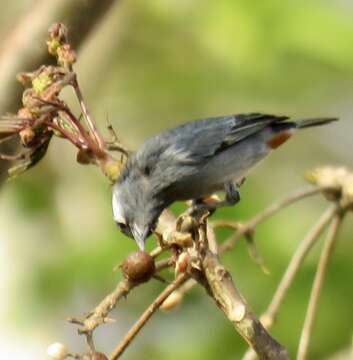 Image of White-eared Conebill