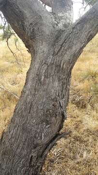 Image of Eucalyptus microcarpa (Maiden) Maiden