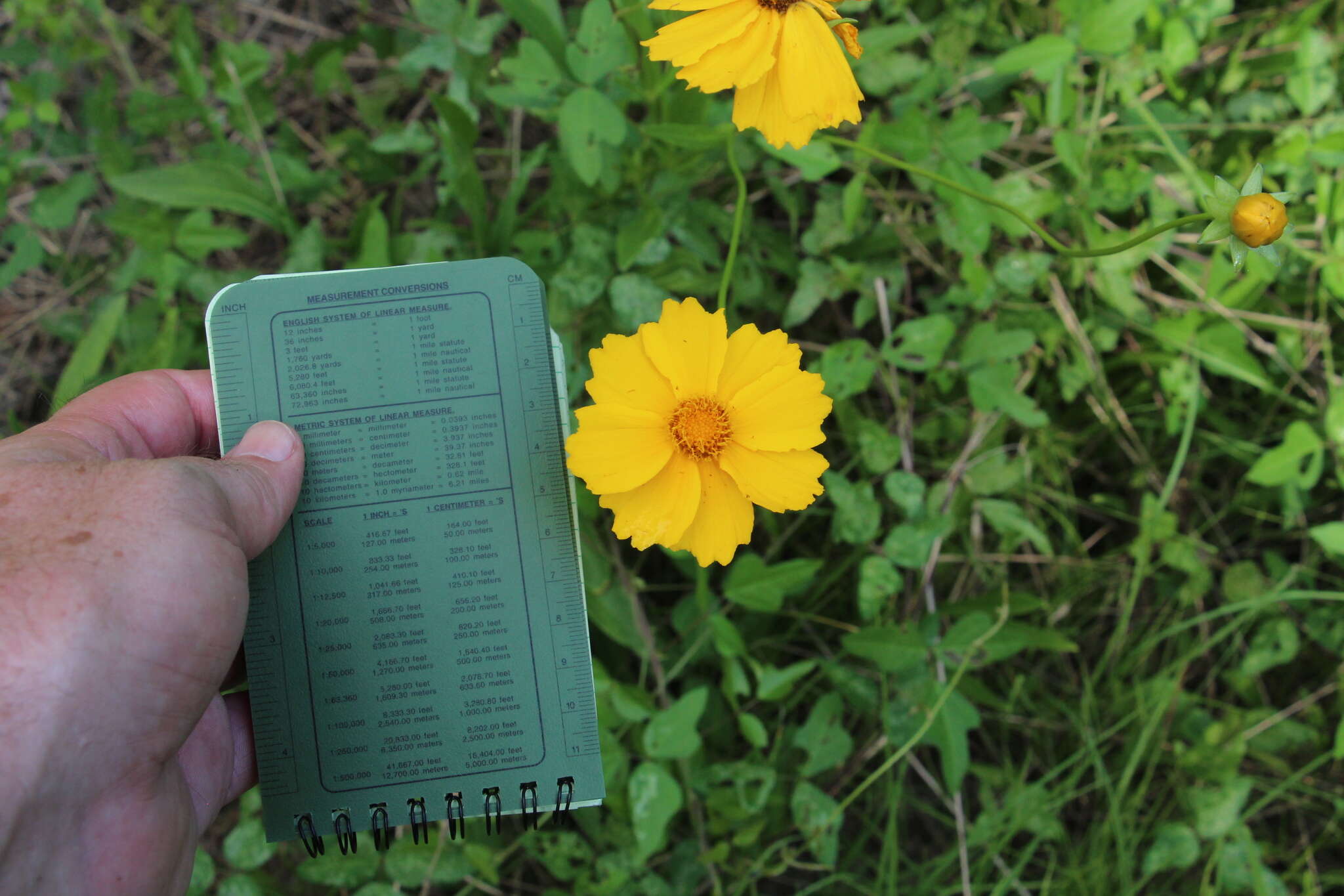 صورة Coreopsis intermedia Sherff