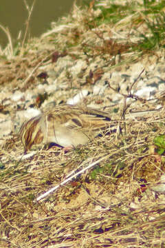 Image de Bruant des plaines