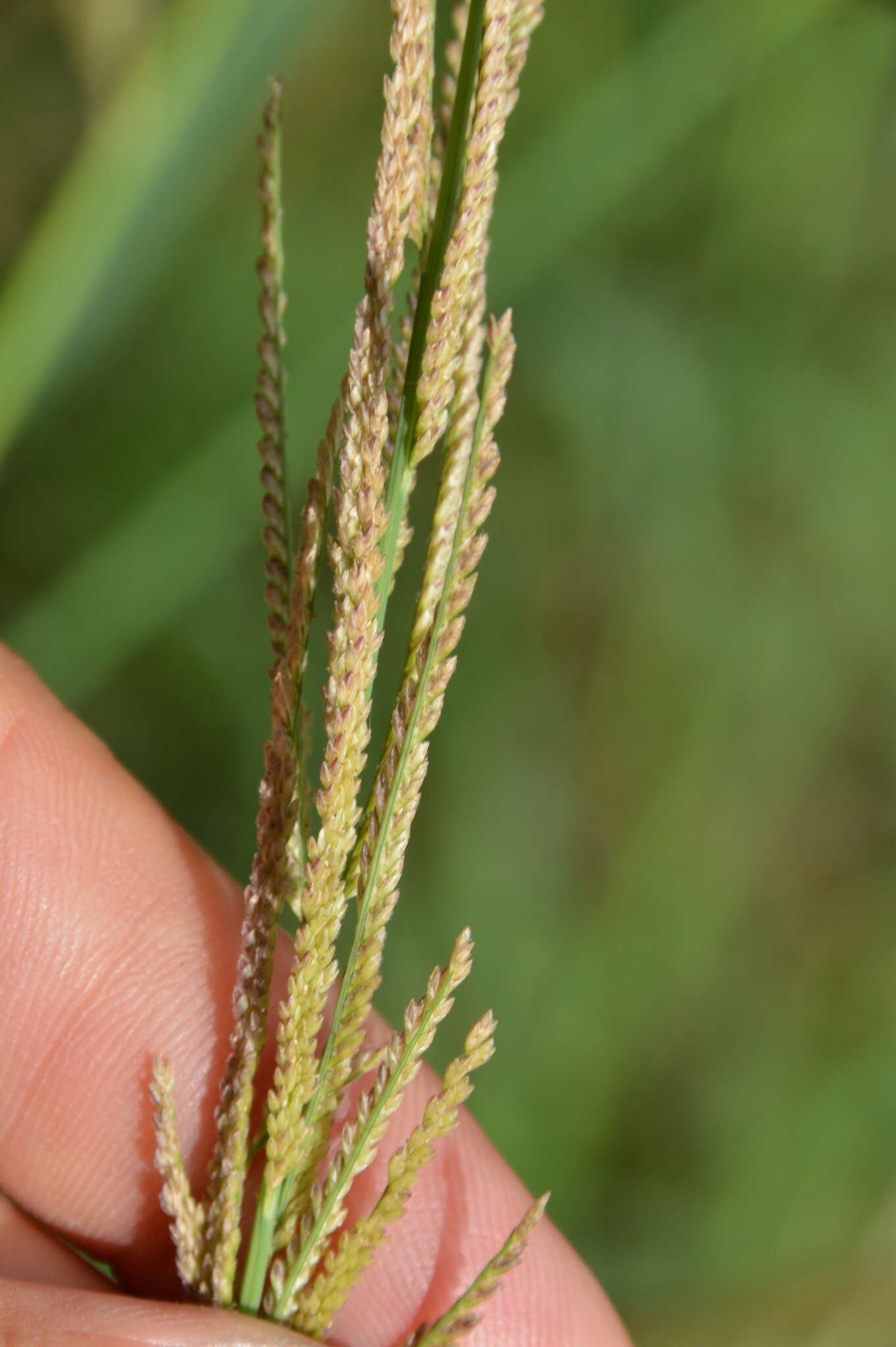 Image of Nealley's Viper Grass