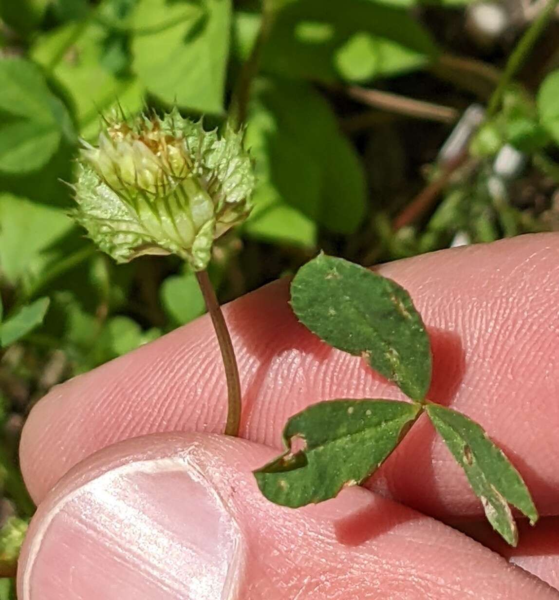 Image of cup clover