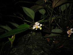 Image of Begonia semilunata Aver.