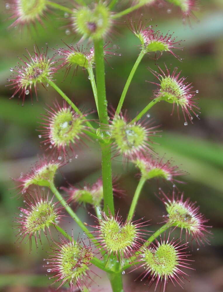 Image de Drosera stolonifera subsp. porrecta (Lehm.) N. Marchant & Lowrie