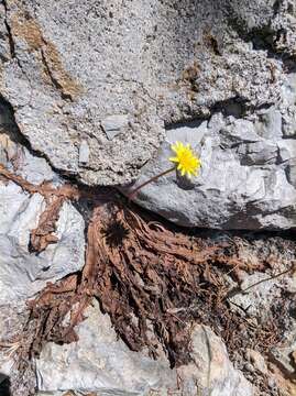 Image of Taraxacum hybernum Stev.