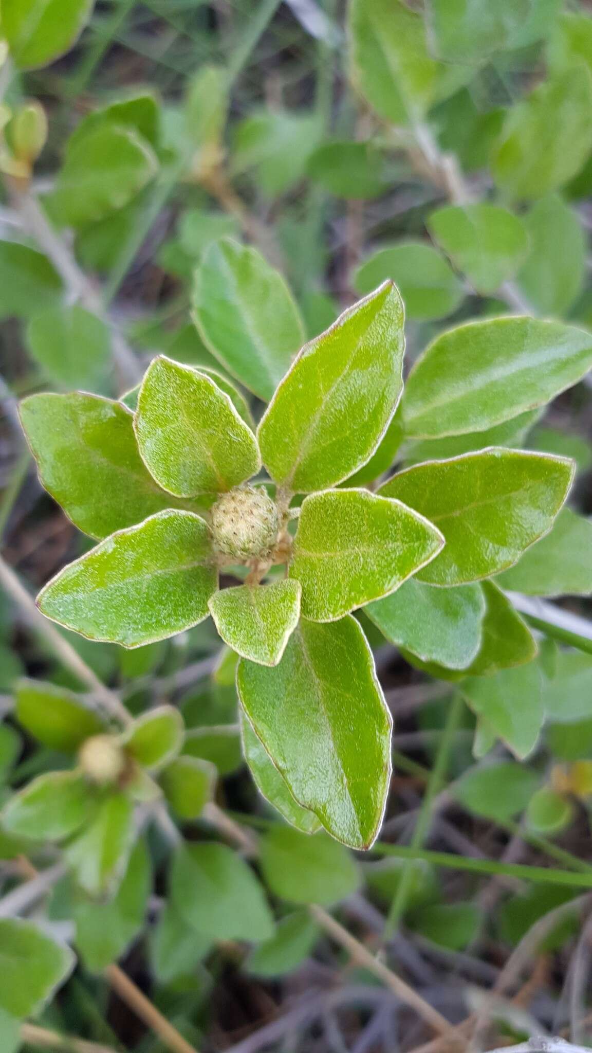 Image of Olearia tomentosa (Wendl.) DC.