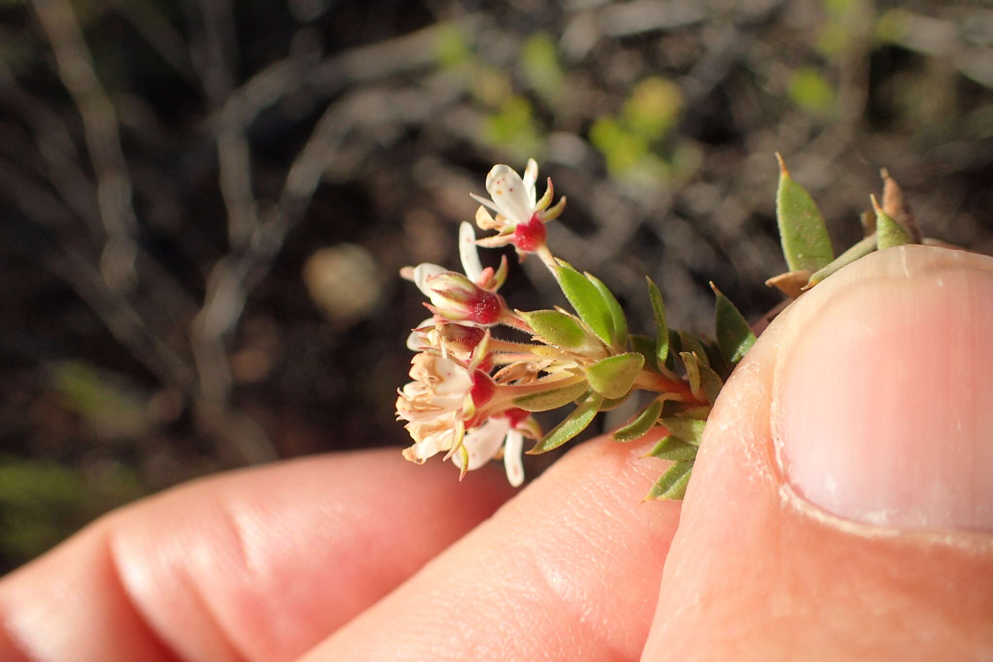 Image of Agathosma puberula (Steud.) Fourc.