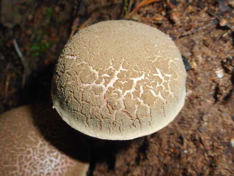 Sivun Xerocomellus cisalpinus (Simonini, H. Ladurner & Peintner) Klofac 2011 kuva